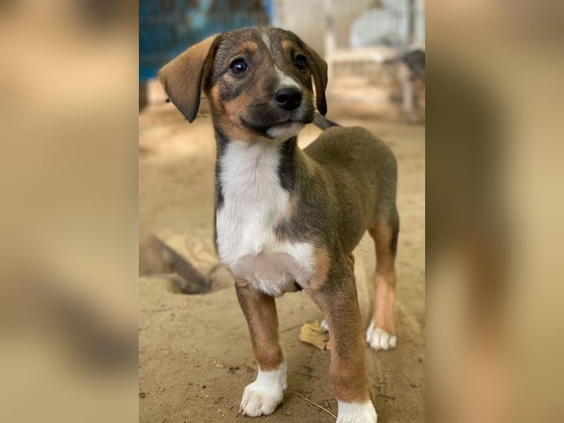 Praline, geb. ca. 08/2025, lebt in GRIECHENLAND, auf einer privaten Pflegestelle