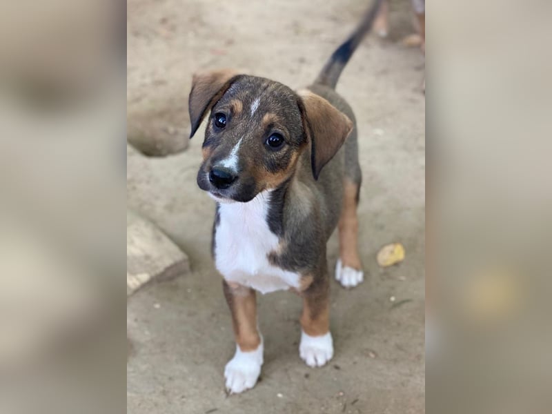 Praline, geb. ca. 08/2025, lebt in GRIECHENLAND, auf einer privaten Pflegestelle