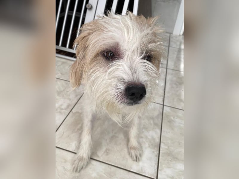 Eko, geb. ca 11/2021, lebt in GRIECHENLAND, im städt. Tierheim Serres