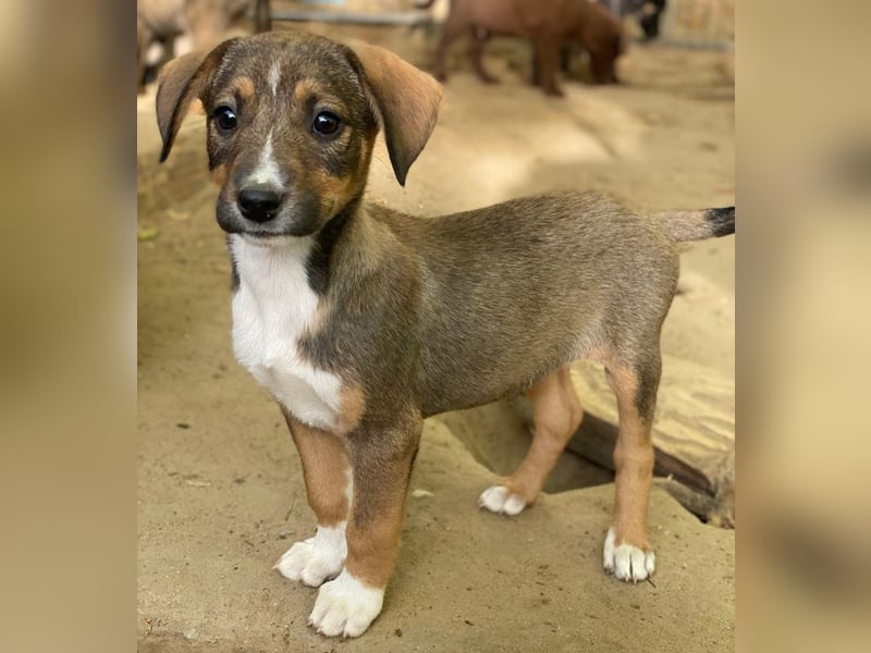 Praline, geb. ca. 08/2025, lebt in GRIECHENLAND, auf einer privaten Pflegestelle