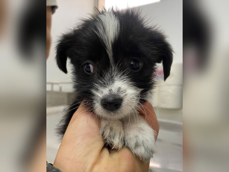 Thelma, geb. ca. 08/2025, lebt in GRIECHENLAND, auf einer privaten Pflegestelle