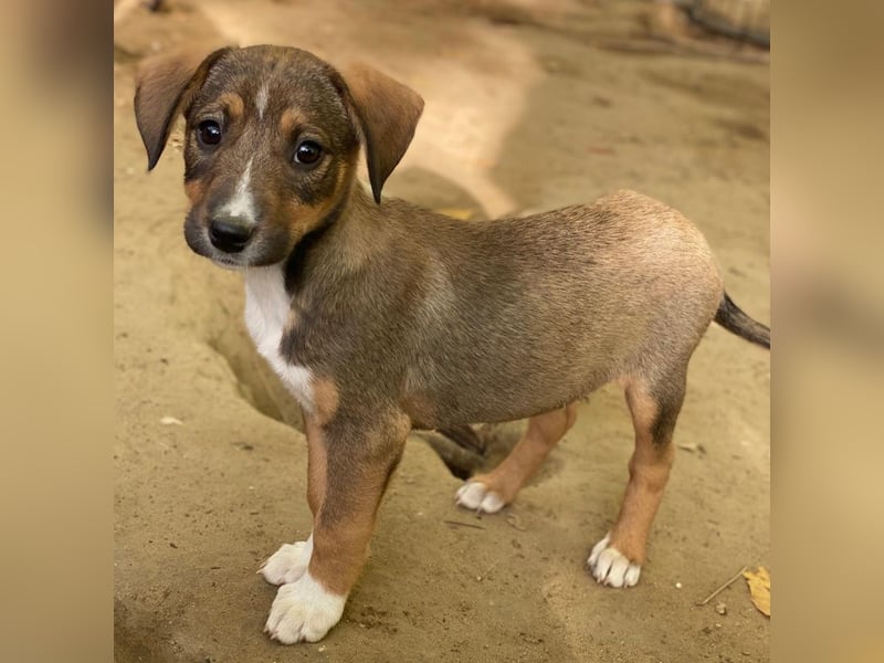 Praline, geb. ca. 08/2025, lebt in GRIECHENLAND, auf einer privaten Pflegestelle