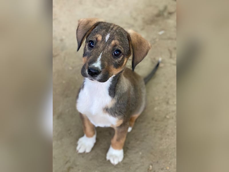 Praline, geb. ca. 08/2025, lebt in GRIECHENLAND, auf einer privaten Pflegestelle