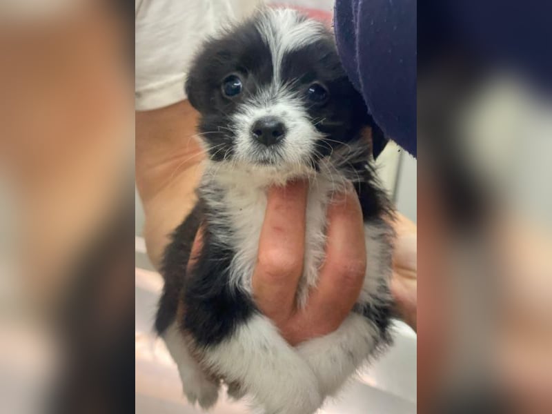 Thelma, geb. ca. 08/2025, lebt in GRIECHENLAND, auf einer privaten Pflegestelle