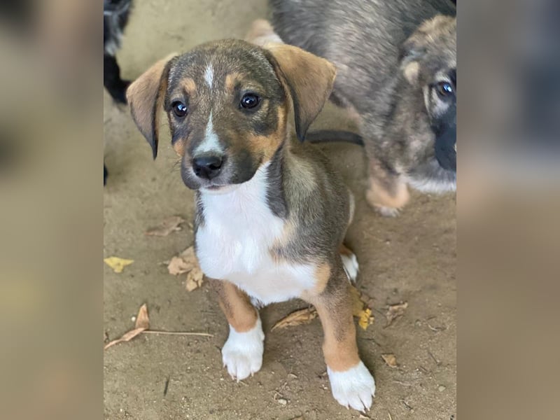 Praline, geb. ca. 08/2025, lebt in GRIECHENLAND, auf einer privaten Pflegestelle