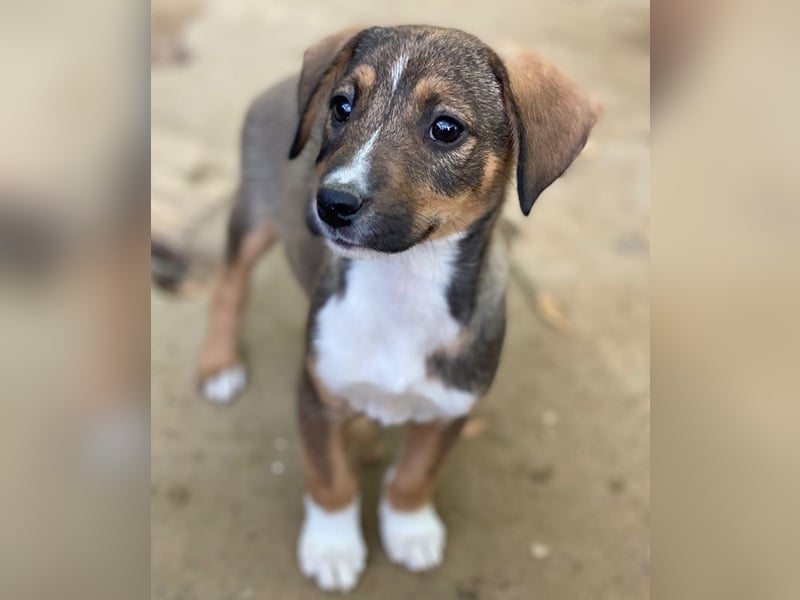 Praline, geb. ca. 08/2025, lebt in GRIECHENLAND, auf einer privaten Pflegestelle