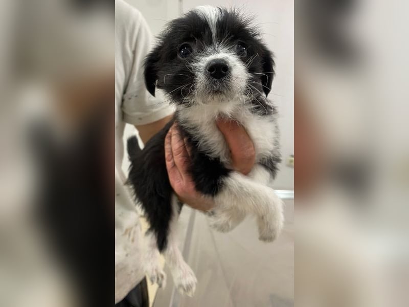 Thelma, geb. ca. 08/2025, lebt in GRIECHENLAND, auf einer privaten Pflegestelle