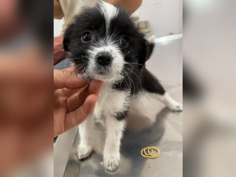 Thelma, geb. ca. 08/2025, lebt in GRIECHENLAND, auf einer privaten Pflegestelle