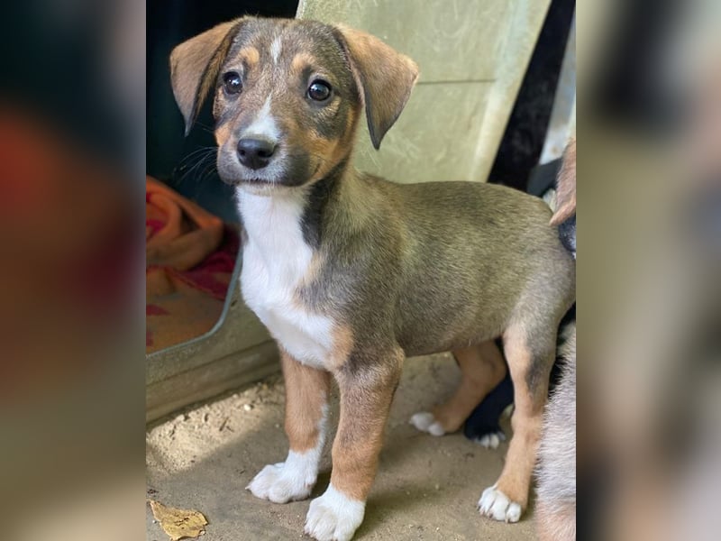 Praline, geb. ca. 08/2025, lebt in GRIECHENLAND, auf einer privaten Pflegestelle