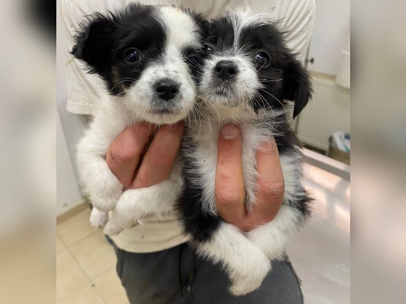 Thelma, geb. ca. 08/2025, lebt in GRIECHENLAND, auf einer privaten Pflegestelle