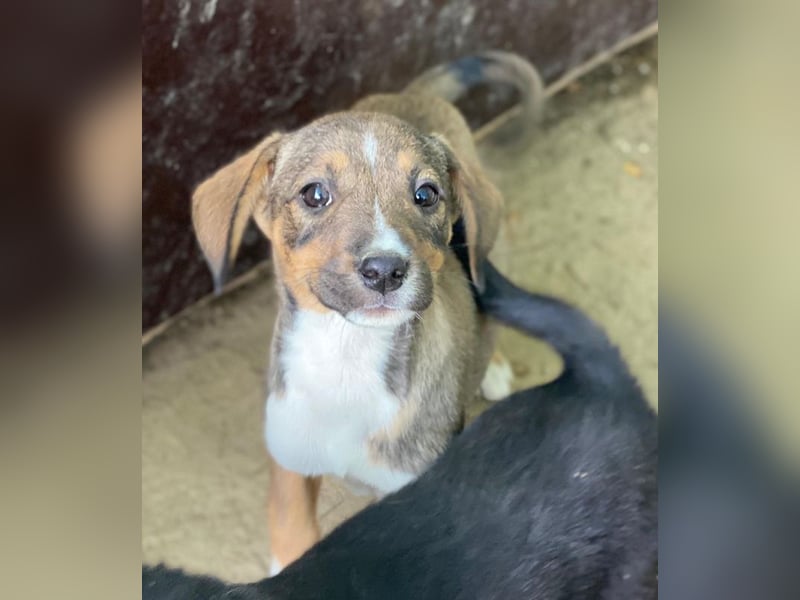 Praline, geb. ca. 08/2025, lebt in GRIECHENLAND, auf einer privaten Pflegestelle