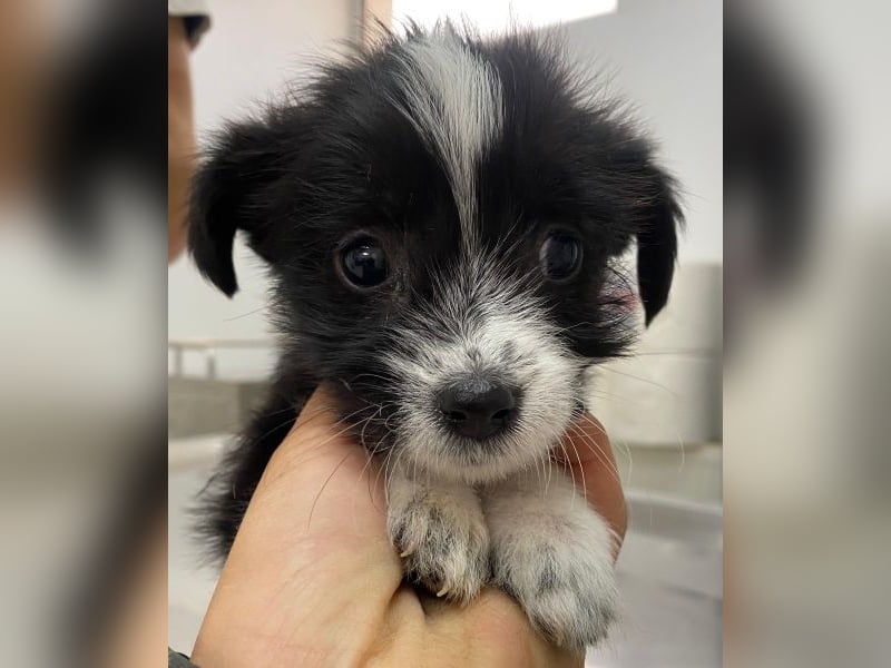 Thelma, geb. ca. 08/2025, lebt in GRIECHENLAND, auf einer privaten Pflegestelle