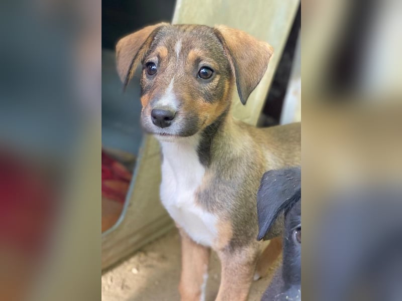 Praline, geb. ca. 08/2025, lebt in GRIECHENLAND, auf einer privaten Pflegestelle