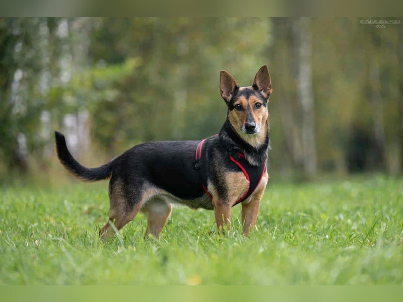 Verschmuste Ria sucht liebevolles Zuhause