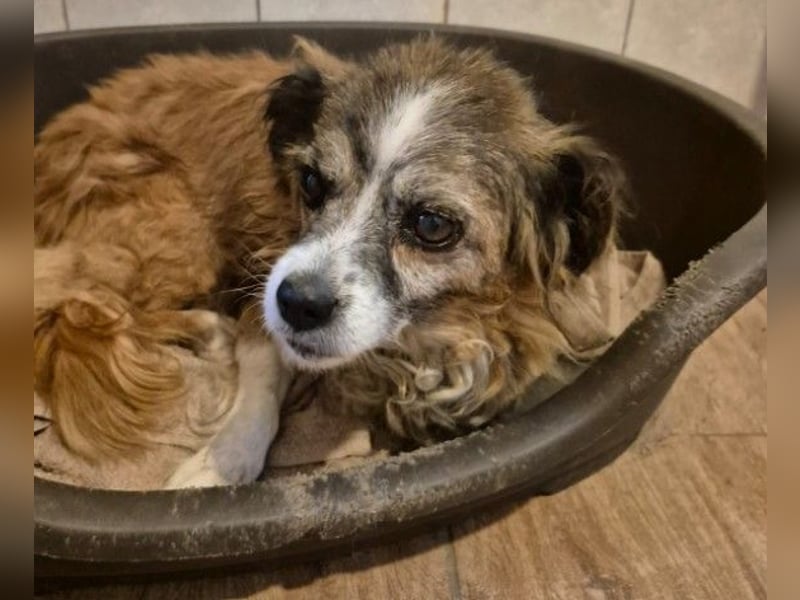 Unser zauberhafte Soul sucht Menschen mit großem Herz Unser zauberhafte Soul sucht Menschen mit großem Herz