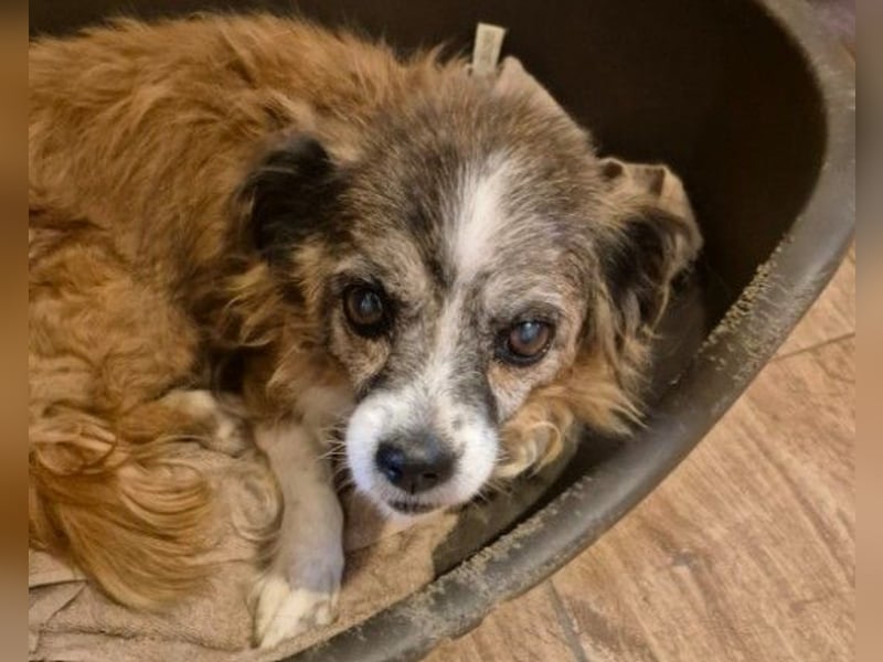 Unser zauberhafte Soul sucht Menschen mit großem Herz Unser zauberhafte Soul sucht Menschen mit großem Herz