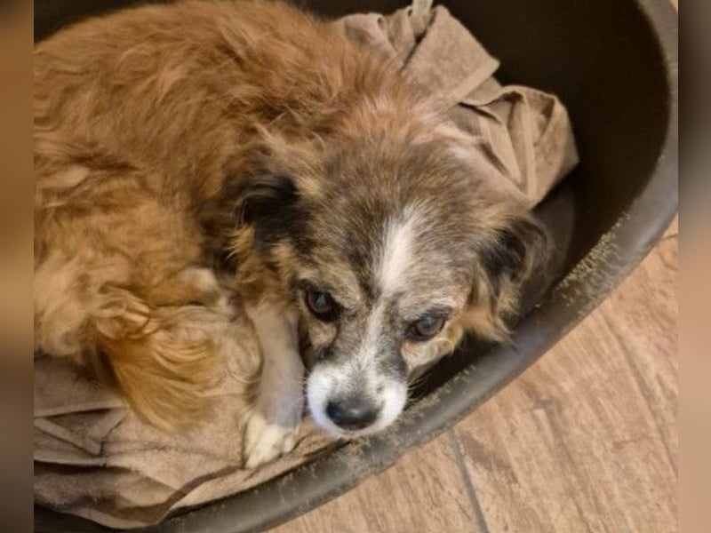 Unser zauberhafte Soul sucht Menschen mit großem Herz Unser zauberhafte Soul sucht Menschen mit großem Herz