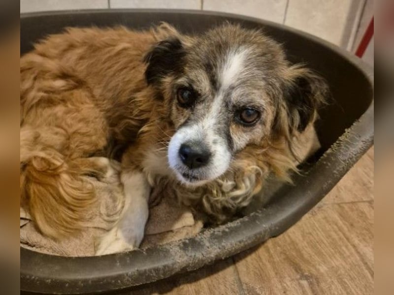 Unser zauberhafte Soul sucht Menschen mit großem Herz Unser zauberhafte Soul sucht Menschen mit großem Herz