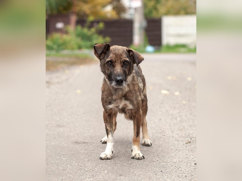 Zuckersüße Chapa wartet auf ihre Menschen (Ukraine)