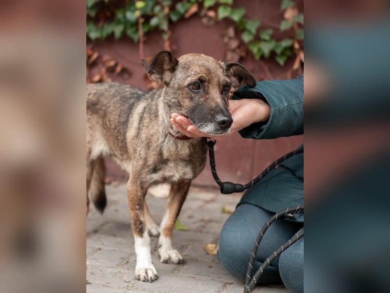 Zuckersüße Chapa wartet auf ihre Menschen (Ukraine)