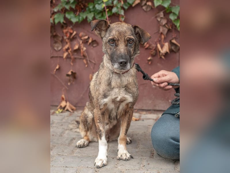 Zuckersüße Chapa wartet auf ihre Menschen (Ukraine)