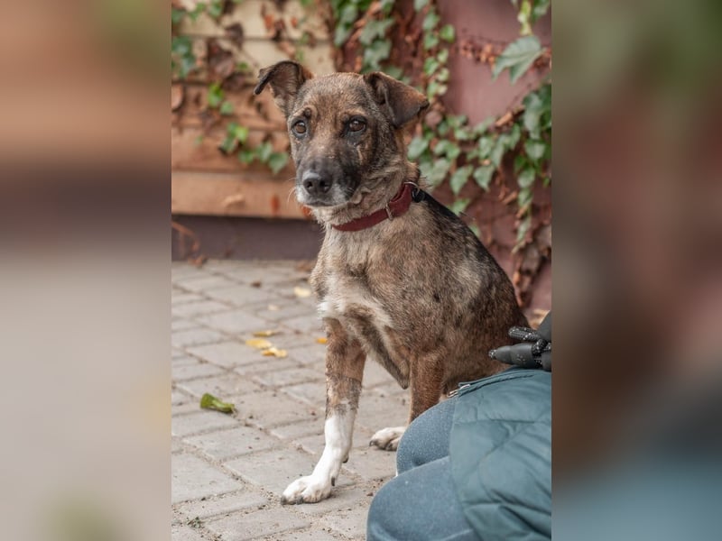 Zuckersüße Chapa wartet auf ihre Menschen (Ukraine)