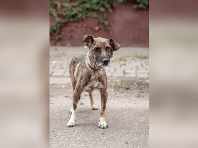 Zuckersüße Chapa wartet auf ihre Menschen (Ukraine)