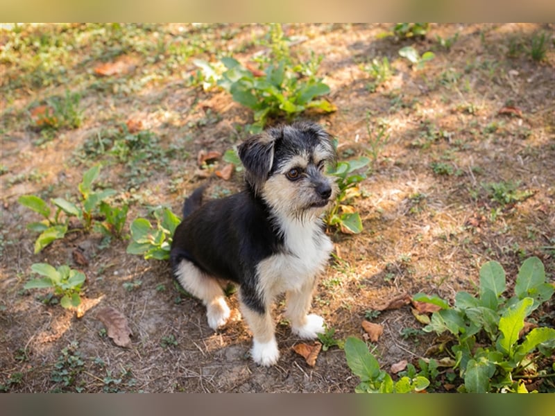 Chip 218312: Hundekind sucht ein Zuhause