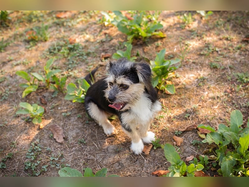 Chip 218312: Hundekind sucht ein Zuhause