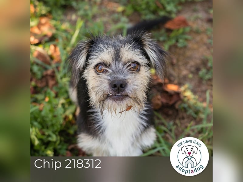Chip 218312: Hundekind sucht ein Zuhause