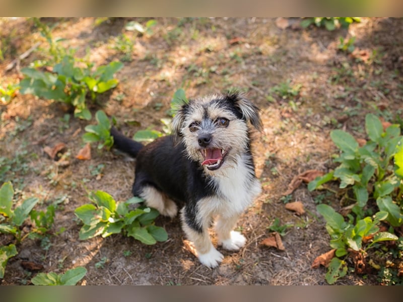 Chip 218312: Hundekind sucht ein Zuhause