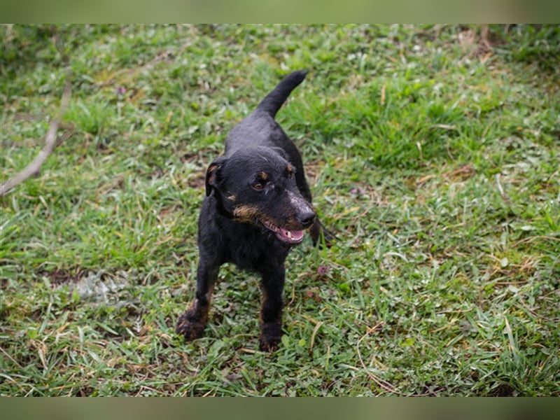Viktor: Hält das Tierheim kaum aus Viktor: Hält das Tierheim kaum aus