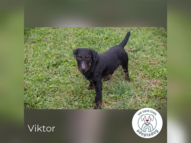 Viktor: Hält das Tierheim kaum aus Viktor: Hält das Tierheim kaum aus