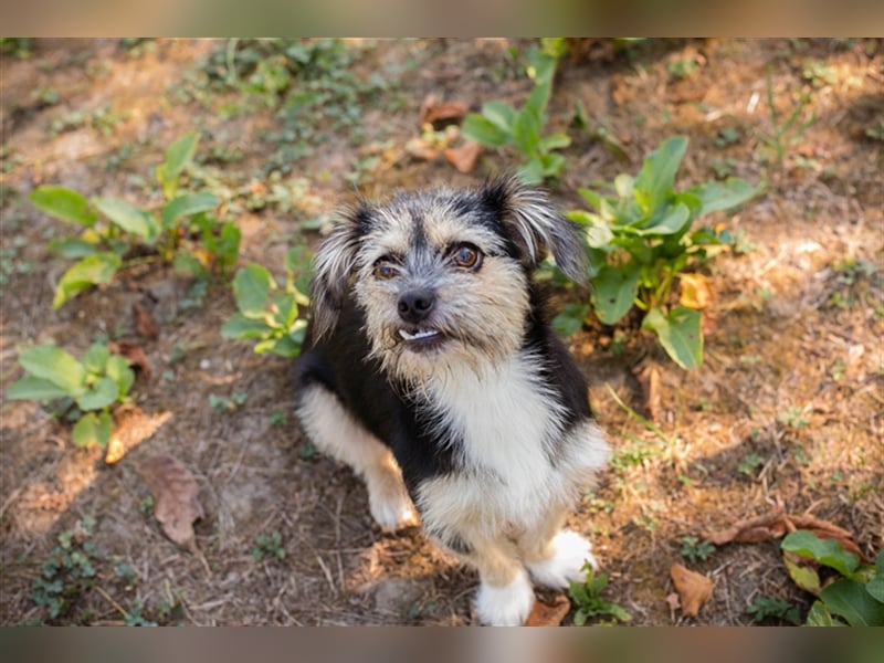 Chip 218312: Hundekind sucht ein Zuhause