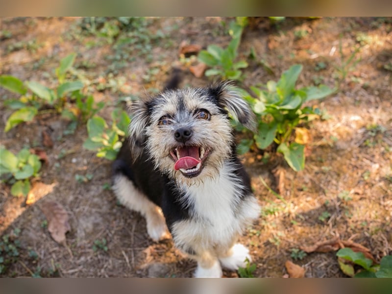 Chip 218312: Hundekind sucht ein Zuhause