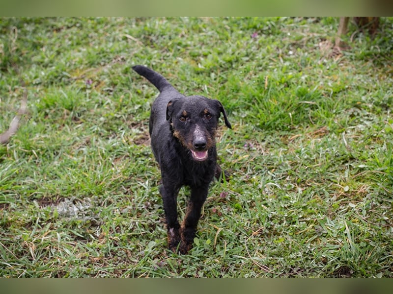 Viktor: Hält das Tierheim kaum aus Viktor: Hält das Tierheim kaum aus