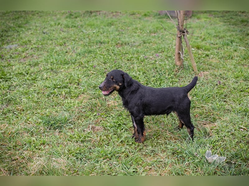Viktor: Hält das Tierheim kaum aus Viktor: Hält das Tierheim kaum aus