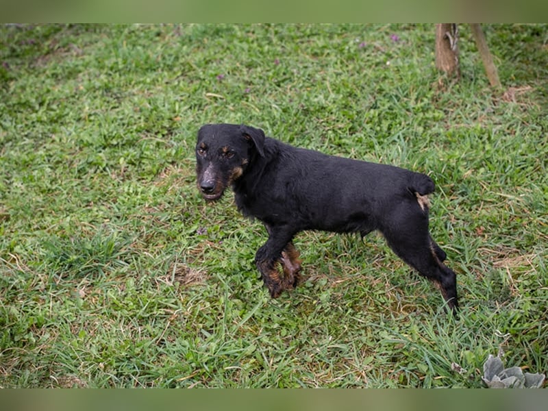 Viktor: Hält das Tierheim kaum aus Viktor: Hält das Tierheim kaum aus