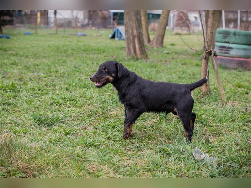 Viktor: Hält das Tierheim kaum aus Viktor: Hält das Tierheim kaum aus