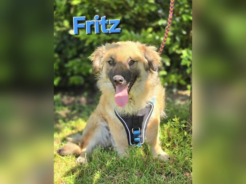 ❤️ Fritz