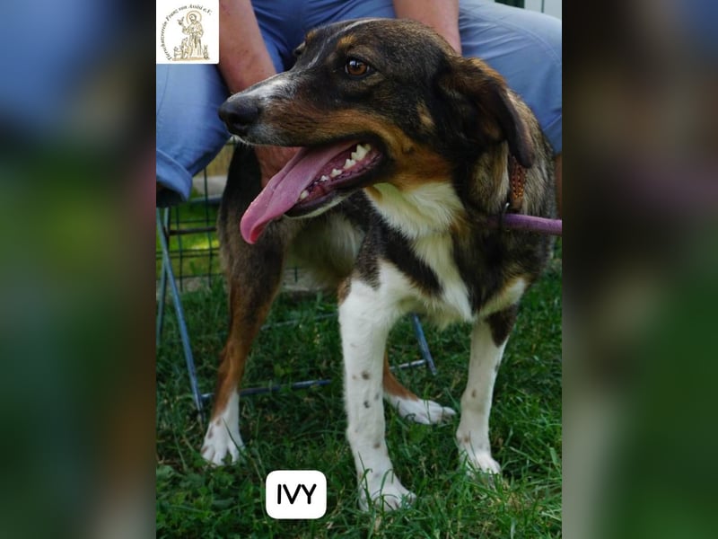 Ivy – Die kleine Dame mit den großen Träumen!