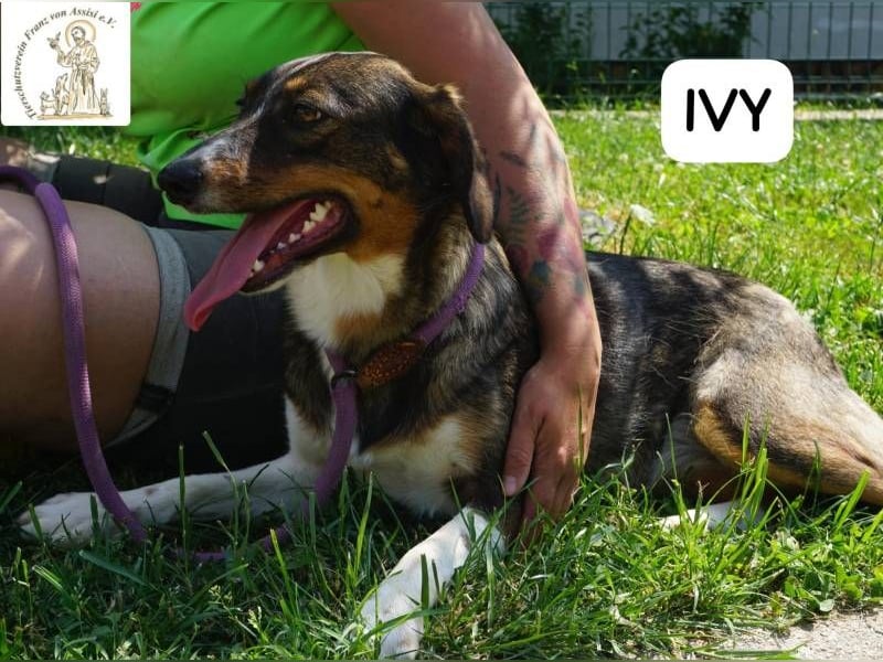 Ivy – Die kleine Dame mit den großen Träumen!