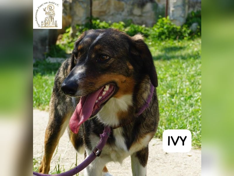 Ivy – Die kleine Dame mit den großen Träumen!