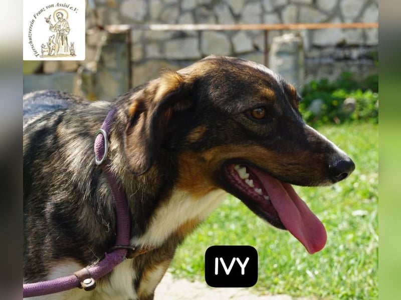 Ivy – Die kleine Dame mit den großen Träumen!