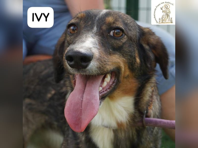 Ivy – Die kleine Dame mit den großen Träumen!