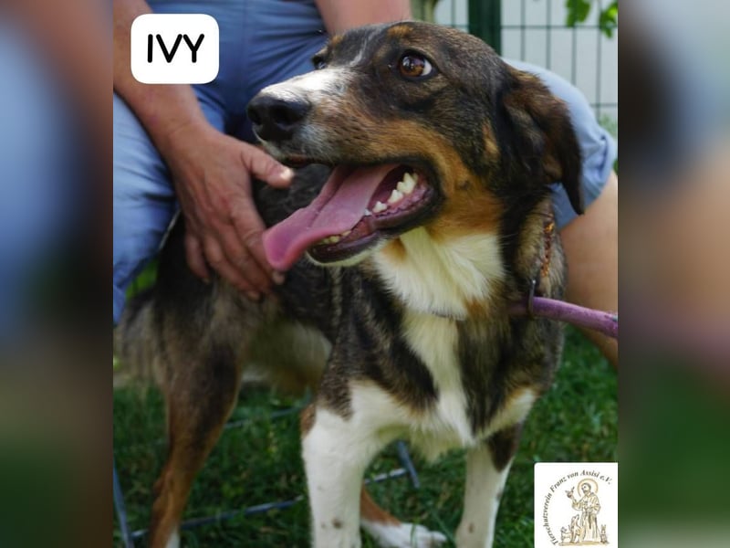 Ivy – Die kleine Dame mit den großen Träumen!