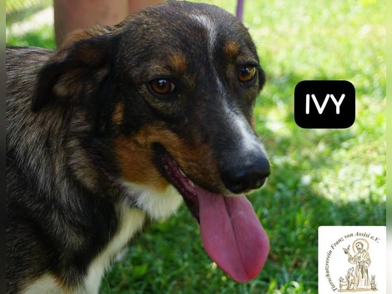 Ivy – Die kleine Dame mit den großen Träumen!