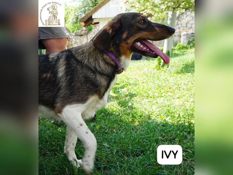Ivy – Die kleine Dame mit den großen Träumen!