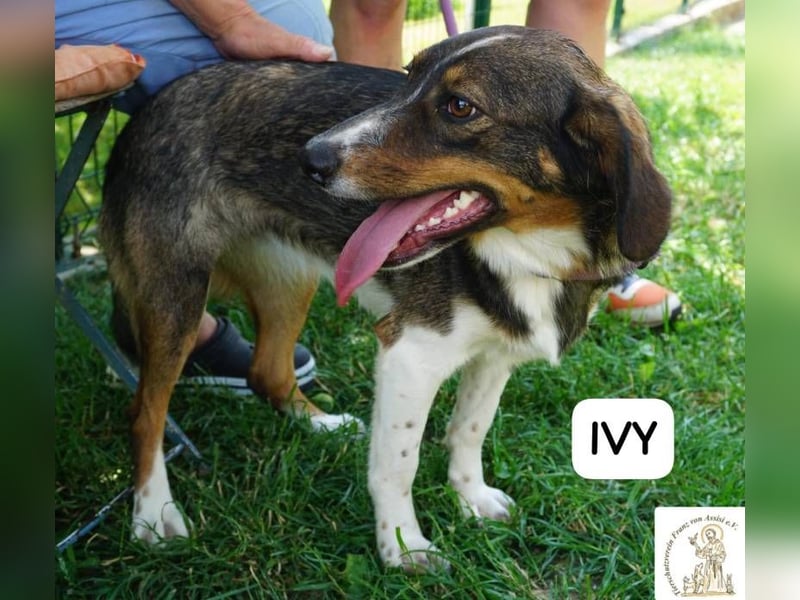 Ivy – Die kleine Dame mit den großen Träumen!