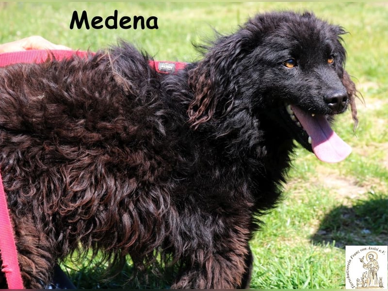 Medena – kleiner, neugieriger Kuschelwuschel